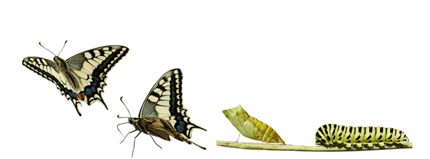 change-butterfly